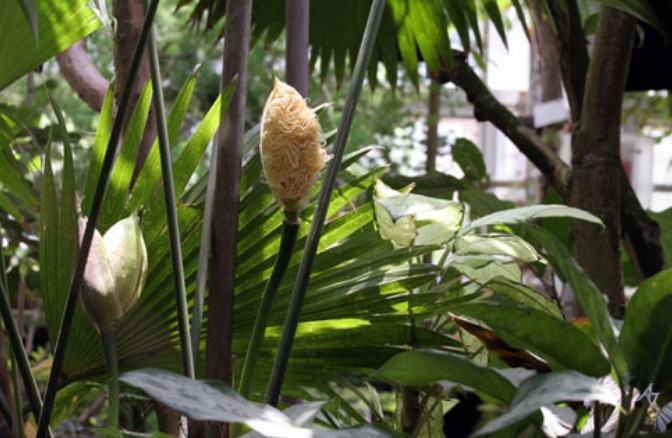 Đây là một trong những loại mũ đắt nhất thế giới do làm thủ công vô cùng phức tạp. Một chiếc mũ Panama chất lượng cao cần hơn 6 tháng để hoàn thành.