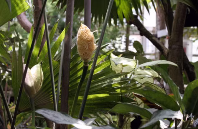 Đây là một trong những loại mũ đắt nhất thế giới do làm thủ công vô cùng phức tạp. Một chiếc mũ Panama chất lượng cao cần hơn 6 tháng để hoàn thành.