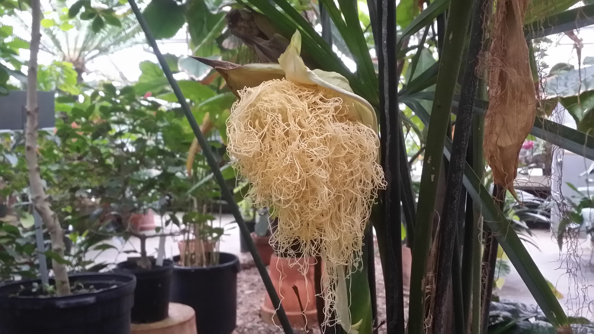 Cây toquilla cao khoảng từ 1-4m, lá hình quạt. Đến khi ra hoa, hoa của cây toquilla có hình giống như bắp ngô, bên trong có các sợi xoắn vào nhau, hệt như mỳ tôm còn trong gói.