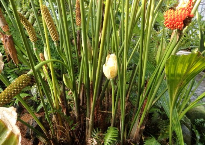 Người dân bản địa thường sử dụng lá của cây toquilla để làm nên chiếc mũ Panama nổi tiếng.