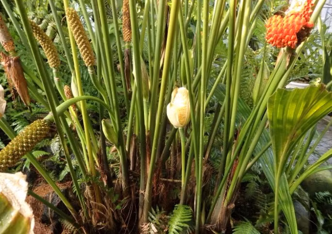 Người dân bản địa thường sử dụng lá của cây toquilla để làm nên chiếc mũ Panama nổi tiếng.