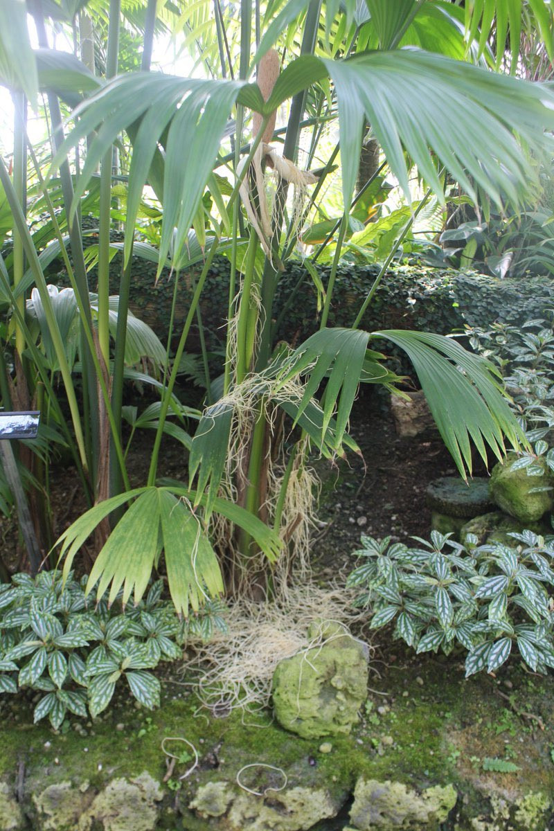 Thế nhưng, "cây mỳ" lại không chút liên quan đến bắp ngô hay mỳ tôm. Trên thực tế, đây là cây toquilla, một loài cây thuộc họ cọ, sống ở vùng nhiệt đới châu Mỹ và, thấy nhiều ở Ecuador.