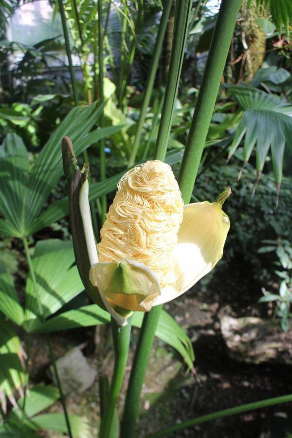 Thực tế, "cây mỳ" này có vẻ bề ngoài rất giống như bắp ngô, bên trong lại như mỳ tôm.