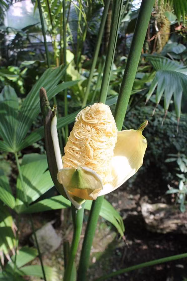 Thực tế, "cây mỳ" này có vẻ bề ngoài rất giống như bắp ngô, bên trong lại như mỳ tôm.