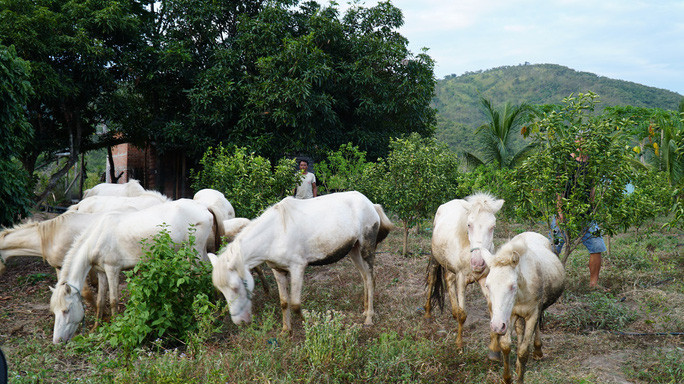 Dep tuyet dan ngua bach giua dong song Ba-Hinh-2
