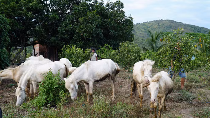 Dep tuyet dan ngua bach giua dong song Ba-Hinh-2