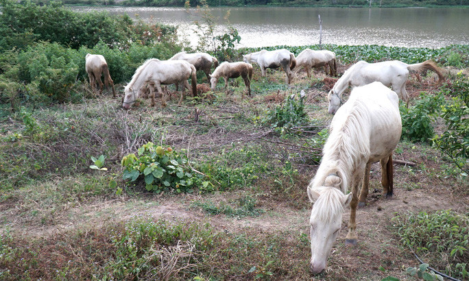 Dep tuyet dan ngua bach giua dong song Ba-Hinh-3
