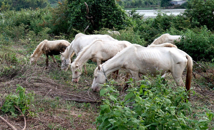 Dep tuyet dan ngua bach giua dong song Ba-Hinh-5