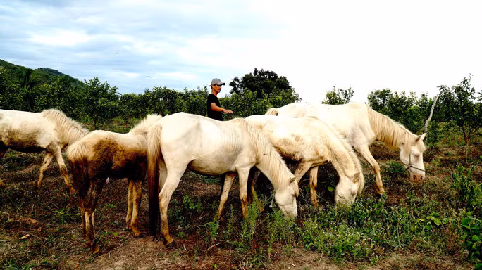 Dep tuyet dan ngua bach giua dong song Ba