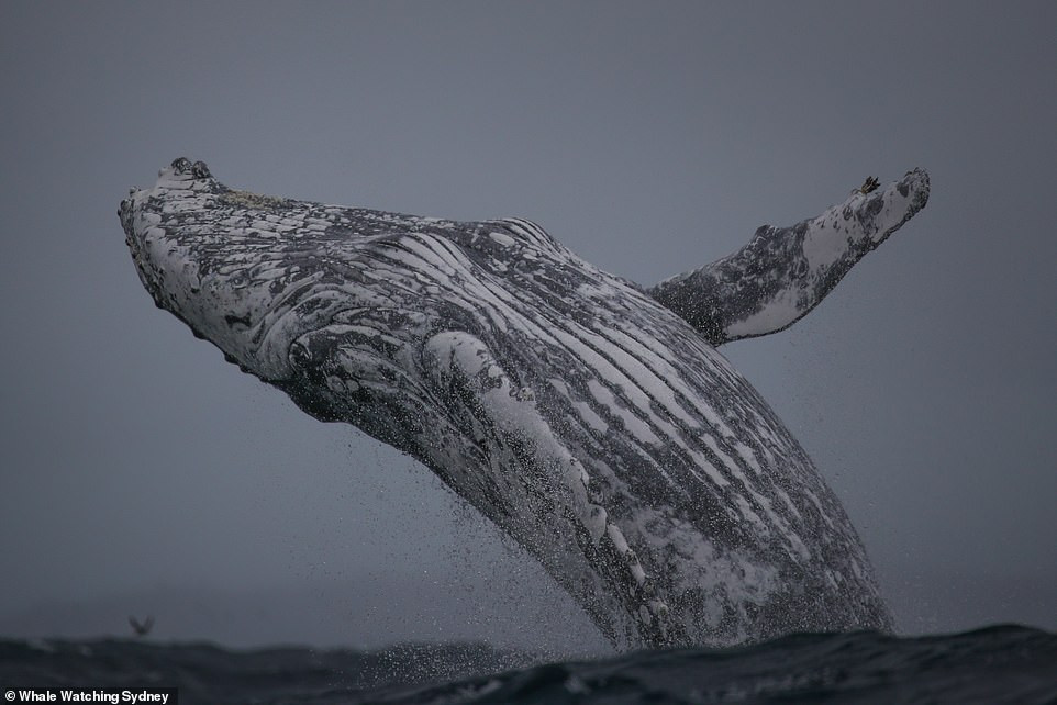 Ca voi pha song lien tuc ngay mua bao gay bang hoang-Hinh-2