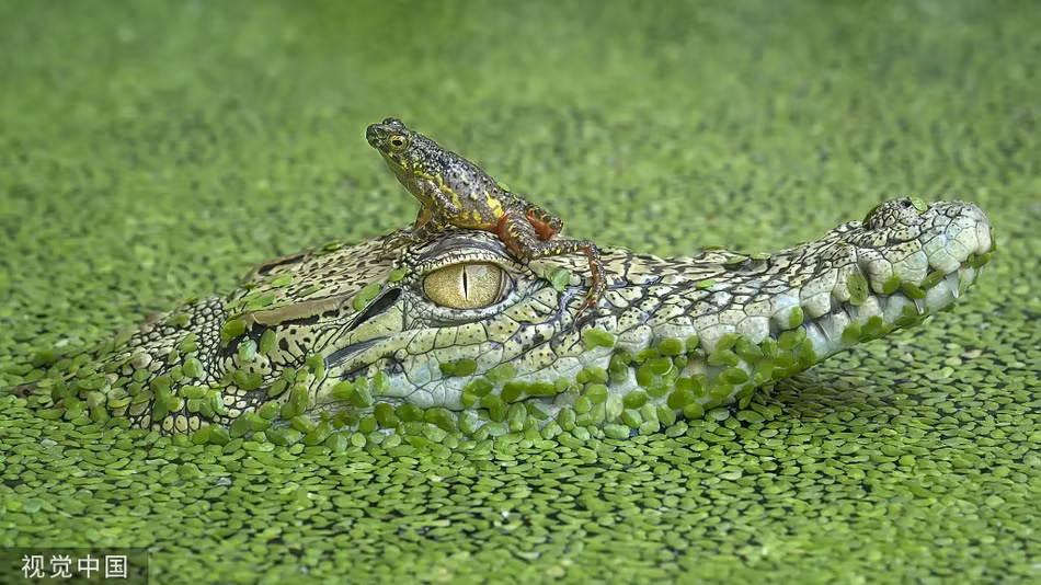 Ech to gan nhay thang dau ca sau khong lo treu nguoi-Hinh-2