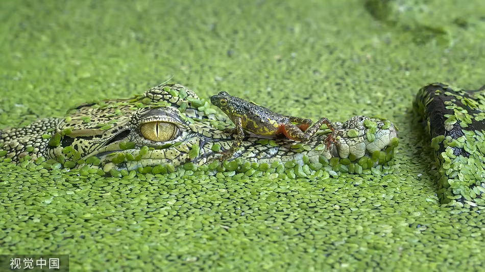 Ech to gan nhay thang dau ca sau khong lo treu nguoi-Hinh-4