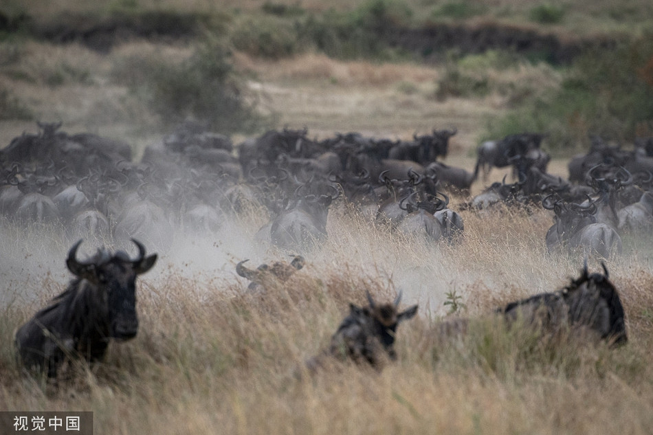 Linh duong guc nga truoc nhat can tu than cua su tu-Hinh-4