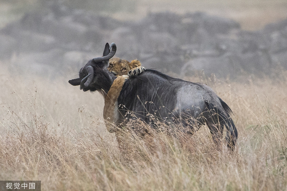 Linh duong guc nga truoc nhat can tu than cua su tu