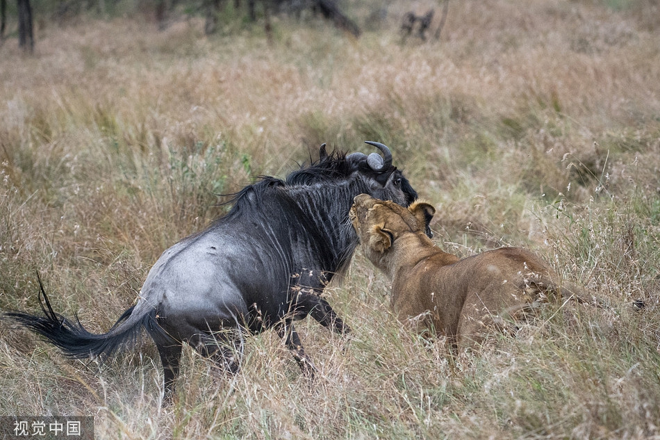 Linh duong guc nga truoc nhat can tu than cua su tu-Hinh-3