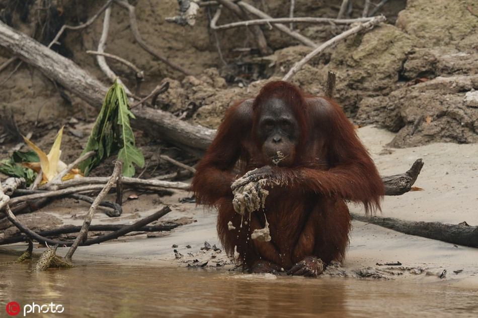 Trong thời gian tới, cuộc sống của con đười ươi chắc chắn sẽ gặp nhiều khó khăn.