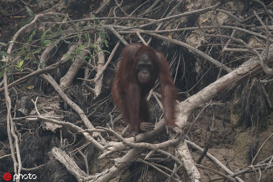 Hệ sinh thái bị phá hủy, mất môi trường sống, bầy đàn chia rẽ, gia đình tan nát, có thể nói, những động vật hoang dã tuy rằng còn sống sót nhưng không nơi nương tựa, có nhà cũng không thể về.