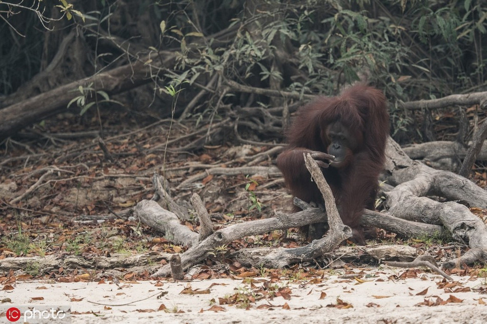 Cách đây không lâu, một vụ cháy rừng lớn đã xảy ra tại Indonesia, gây ảnh hưởng trực tiếp đến các loài sinh vật sống trong khu rừng, đồng thời vụ cháy cũng khiến đời sống của những cư dân sinh sống xung quanh khu vực rừng rậm rơi vào khốn khó.