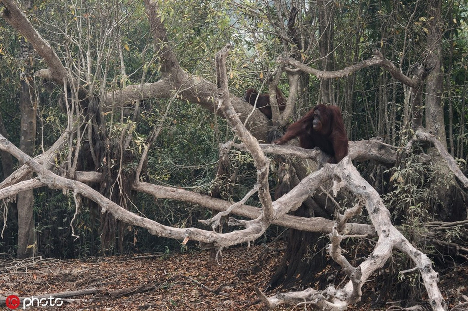 Trong vụ cháy, đã có rất nhiều loài động vật vì không chạy trốn kịp mà bị thiêu rụi. Những loài động vật chạy trốn kịp tạm thời giữ được mạng sống nhưng cũng rơi vào thảm cảnh, tương lai vô cùng ảm đạm.