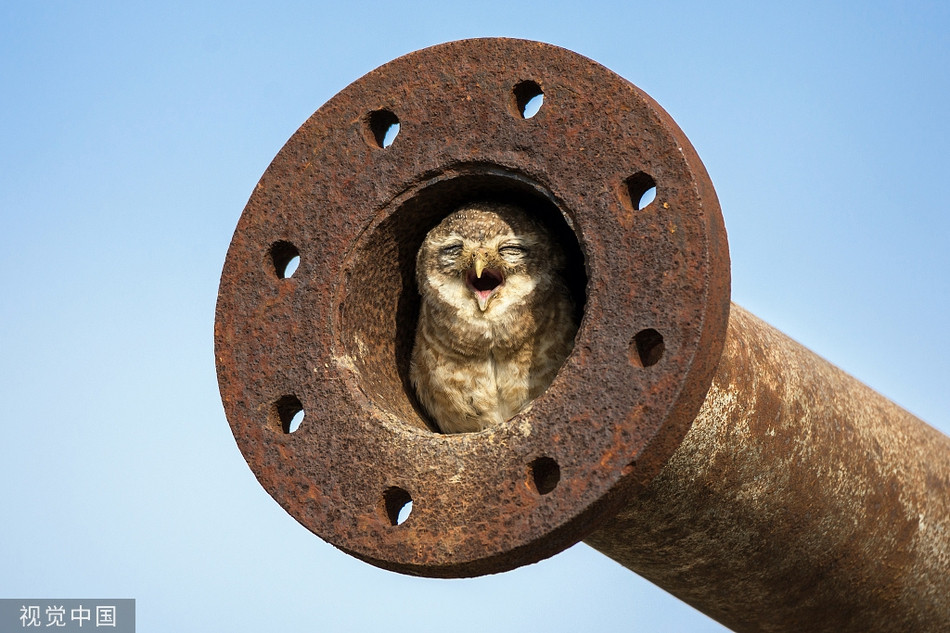 Anh dong vat an tuong: Cu non nep minh trong ong nuoc-Hinh-3