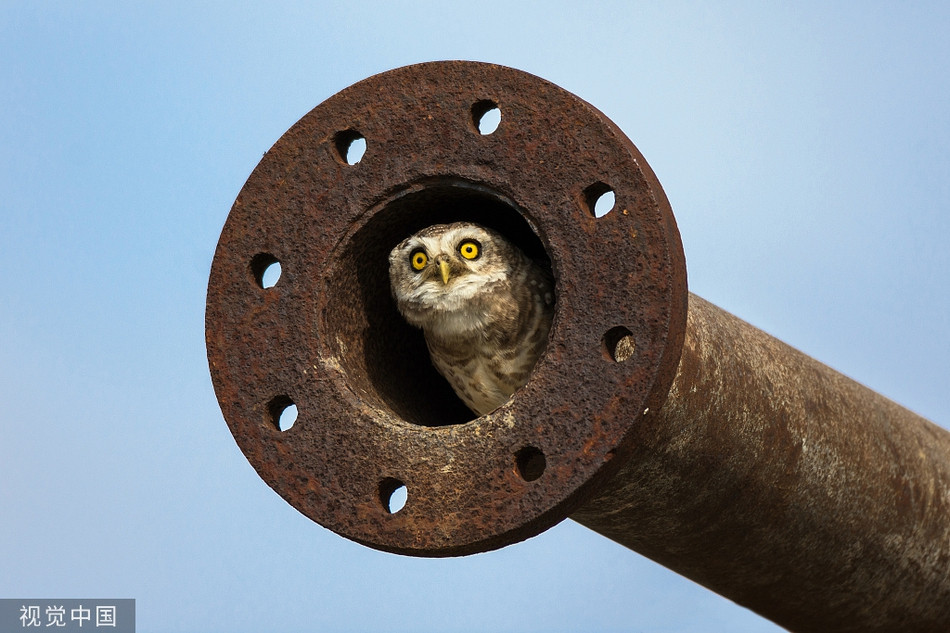 Anh dong vat an tuong: Cu non nep minh trong ong nuoc-Hinh-4