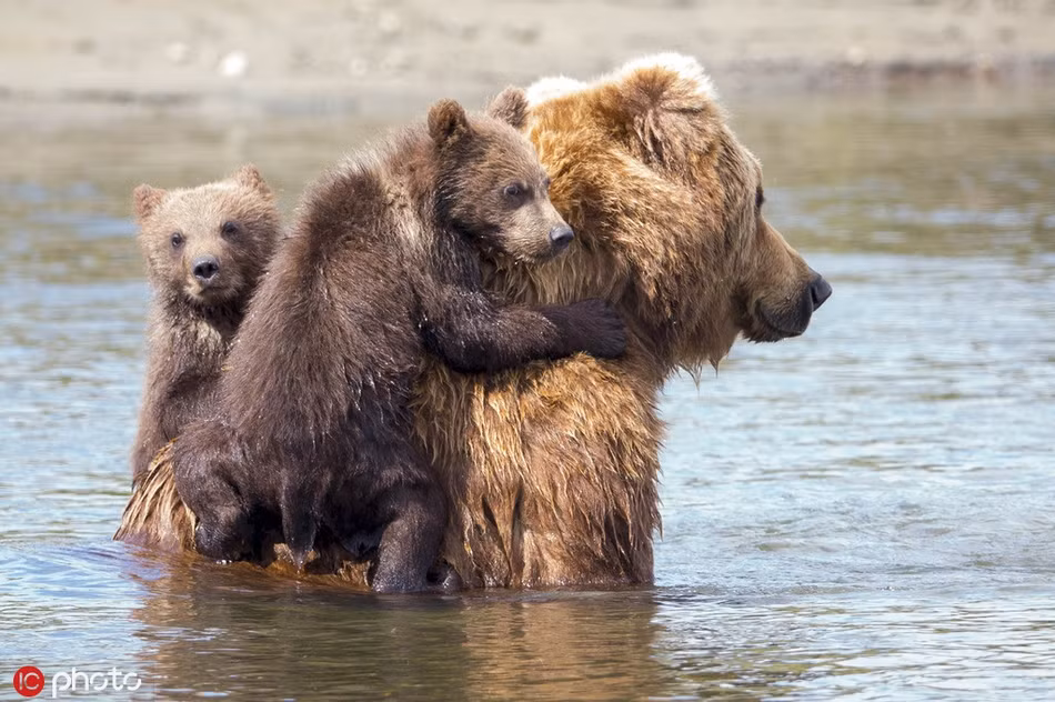 An tuong gau me binh tinh giup con vuot song sau-Hinh-3
