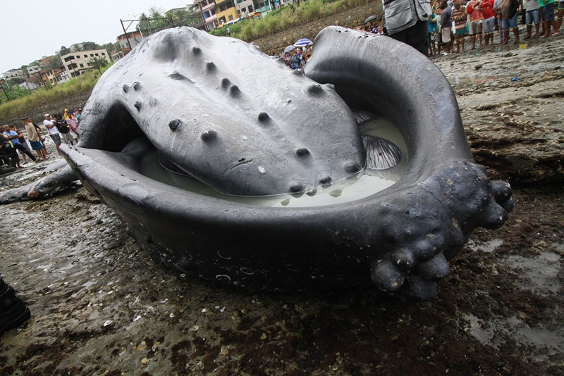 Mo phanh ca voi lung gu chet ngua tren bien, ly do bat ngo...