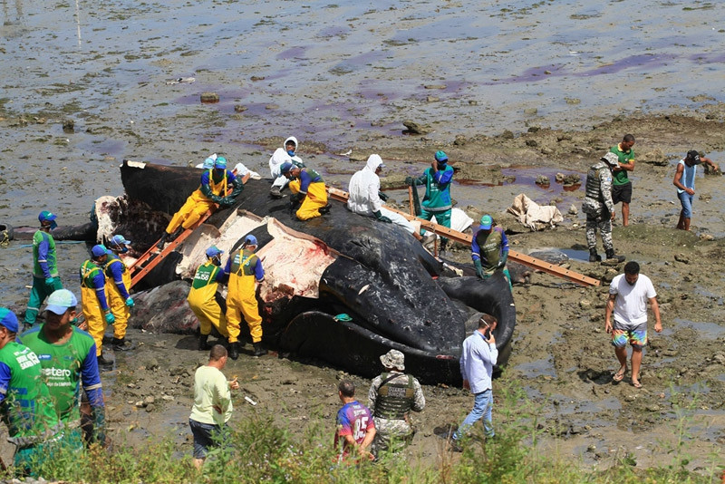 Mo phanh ca voi lung gu chet ngua tren bien, ly do bat ngo...-Hinh-2