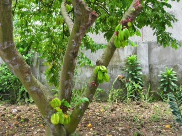 Trồng khế tại 2 vị trí này trong nhà, cơ may hút tài lộc - Hình 3 Trong khe tai 2 vi tri nay trong nha, co may hut tai loc-Hinh-3