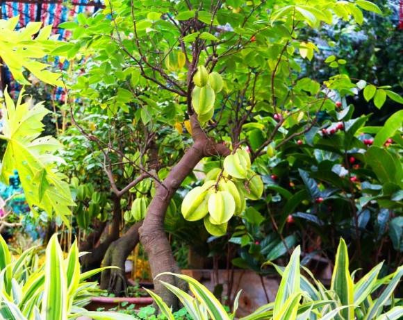 Trồng khế tại 2 vị trí này trong nhà, cơ may hút tài lộc - Hình 2 Trong khe tai 2 vi tri nay trong nha, co may hut tai loc-Hinh-2