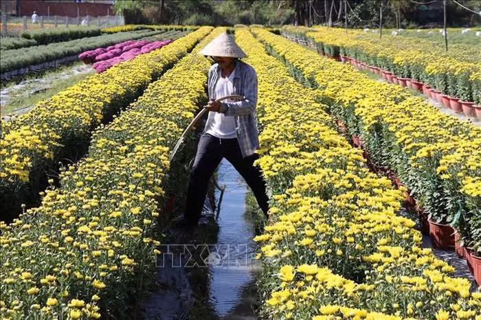 Lang hoa Tien Giang ron rang vao vu Tet-Hinh-2