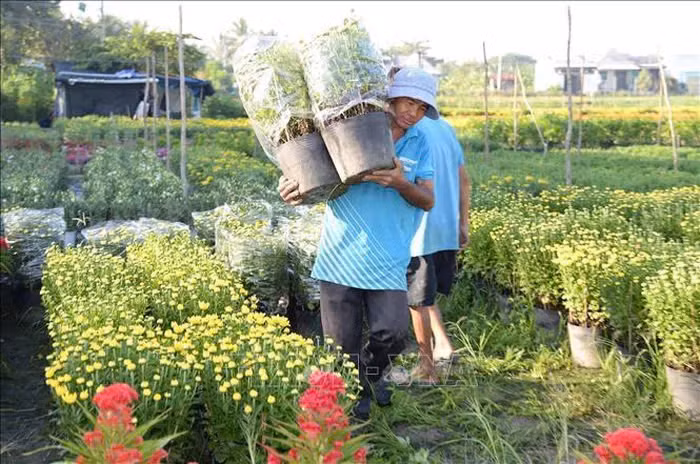 Lang hoa Tien Giang ron rang vao vu Tet-Hinh-6