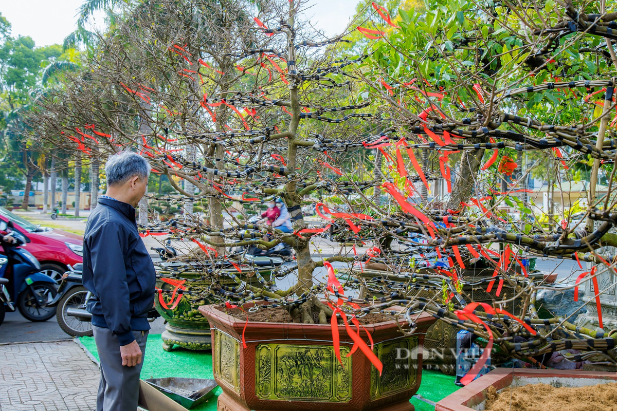 Đắk Lắk: Người trồng mai điêu đứng, thị trường hoa Tết chao đảo Dak Lak: Nguoi trong mai dieu dung, thi truong hoa Tet chao dao
