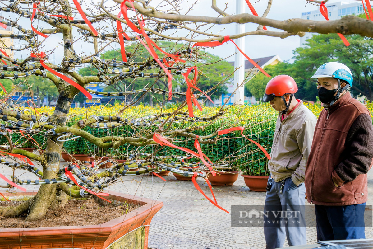 Đắk Lắk: Người trồng mai điêu đứng, thị trường hoa Tết chao đảo - Hình 2 Dak Lak: Nguoi trong mai dieu dung, thi truong hoa Tet chao dao-Hinh-2