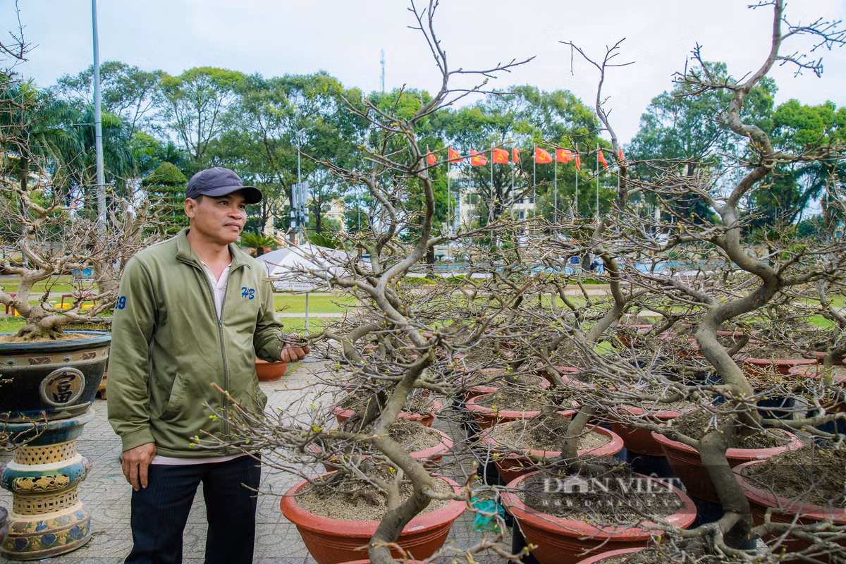 Dak Lak: Nguoi trong mai dieu dung, thi truong hoa Tet chao dao-Hinh-4