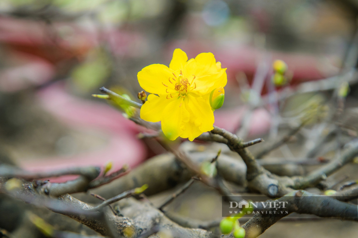 Đắk Lắk: Người trồng mai điêu đứng, thị trường hoa Tết chao đảo - Hình 5 Dak Lak: Nguoi trong mai dieu dung, thi truong hoa Tet chao dao-Hinh-5