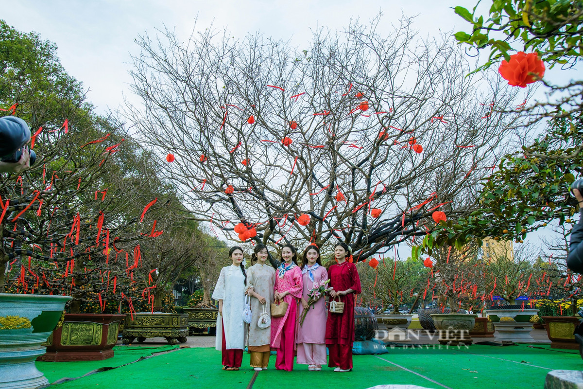 Đắk Lắk: Người trồng mai điêu đứng, thị trường hoa Tết chao đảo - Hình 3 Dak Lak: Nguoi trong mai dieu dung, thi truong hoa Tet chao dao-Hinh-3