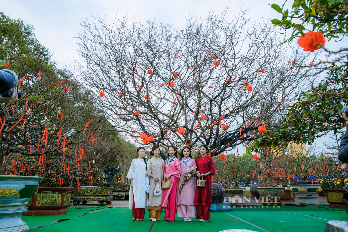Dak Lak: Nguoi trong mai dieu dung, thi truong hoa Tet chao dao-Hinh-3