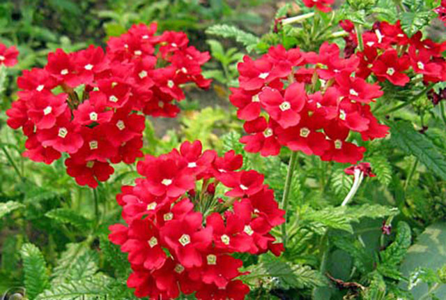 Những loài hoa có sức sống mãnh liệt, càng nắng càng rực rỡ Nhung loai hoa co suc song manh liet, cang nang cang ruc ro