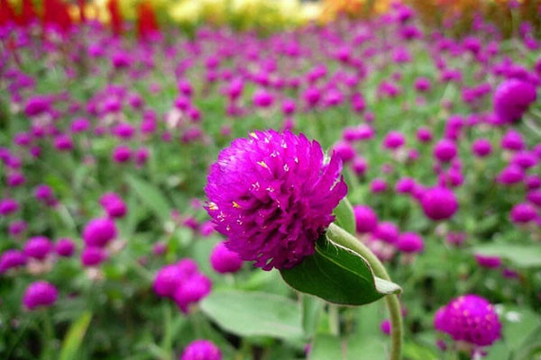 Những loài hoa có sức sống mãnh liệt, càng nắng càng rực rỡ - Hình 3 Nhung loai hoa co suc song manh liet, cang nang cang ruc ro-Hinh-3