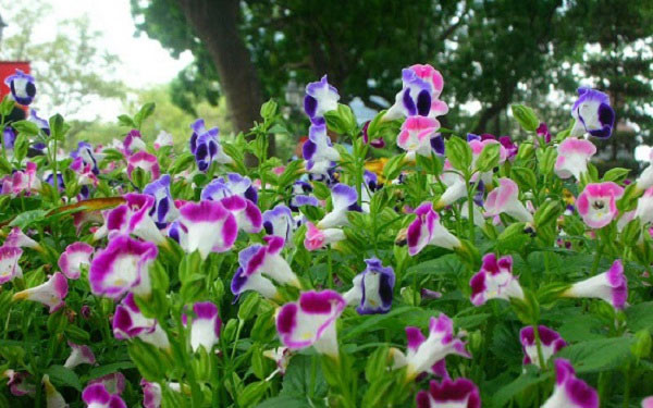 Những loài hoa có sức sống mãnh liệt, càng nắng càng rực rỡ - Hình 2 Nhung loai hoa co suc song manh liet, cang nang cang ruc ro-Hinh-2