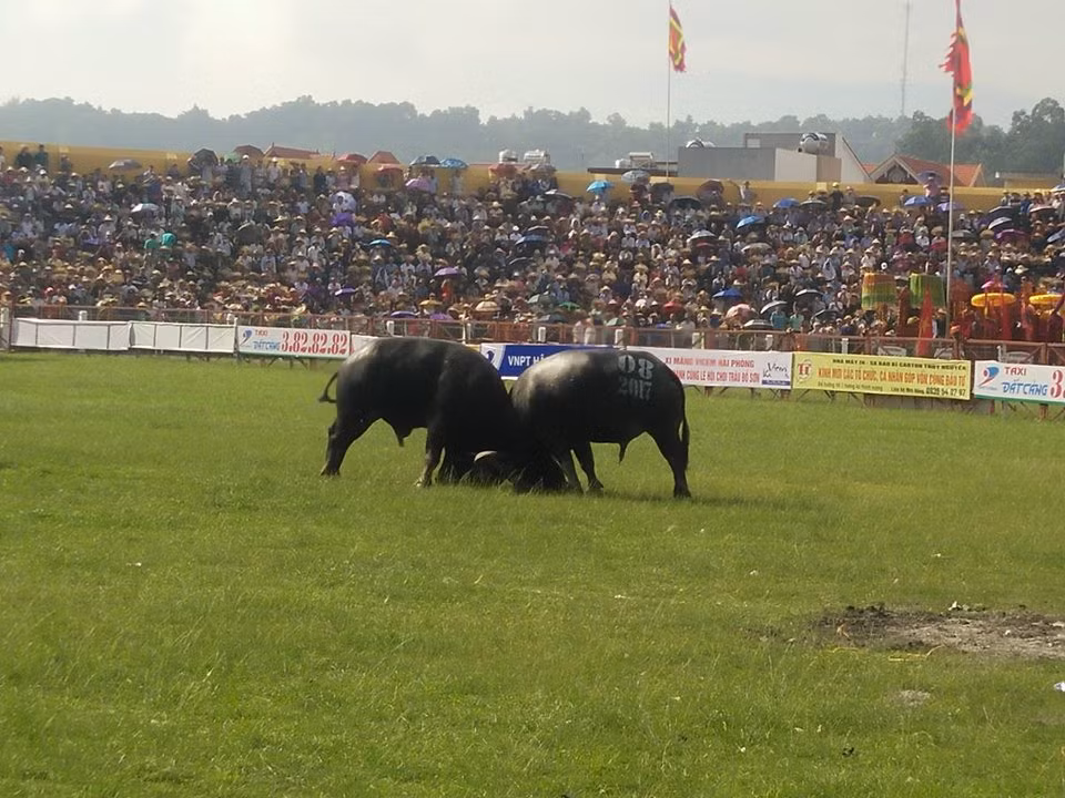 Co gi moi trong Le hoi choi trau Do Son sau su co chet nguoi?-Hinh-5