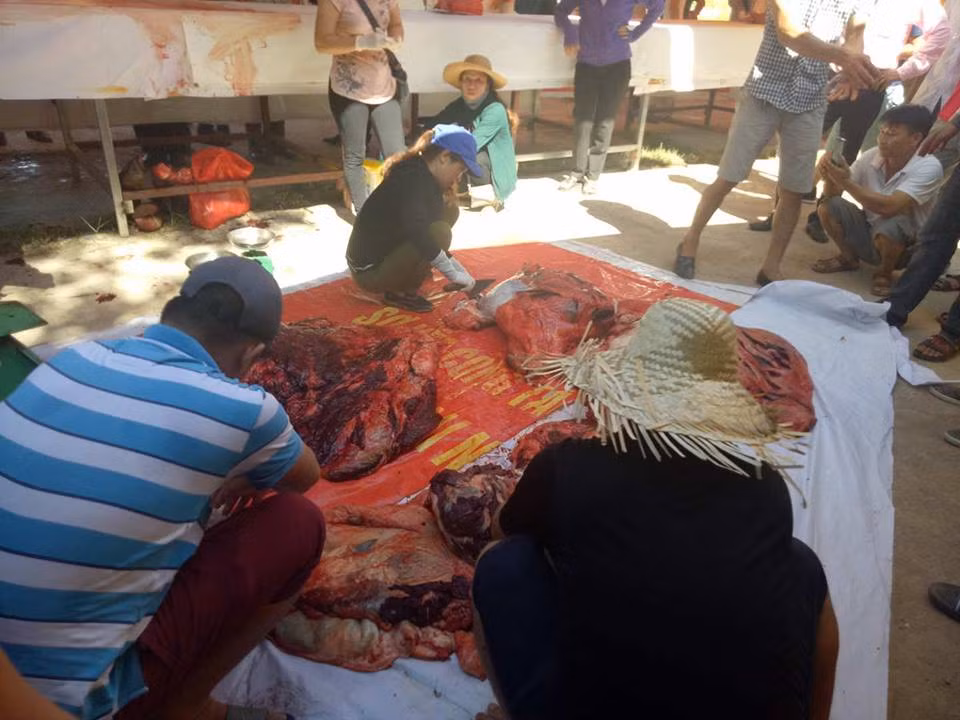 Tất cả các trâu thắng hay thua đều được đưa ra giết mổ để bán cho người dân.