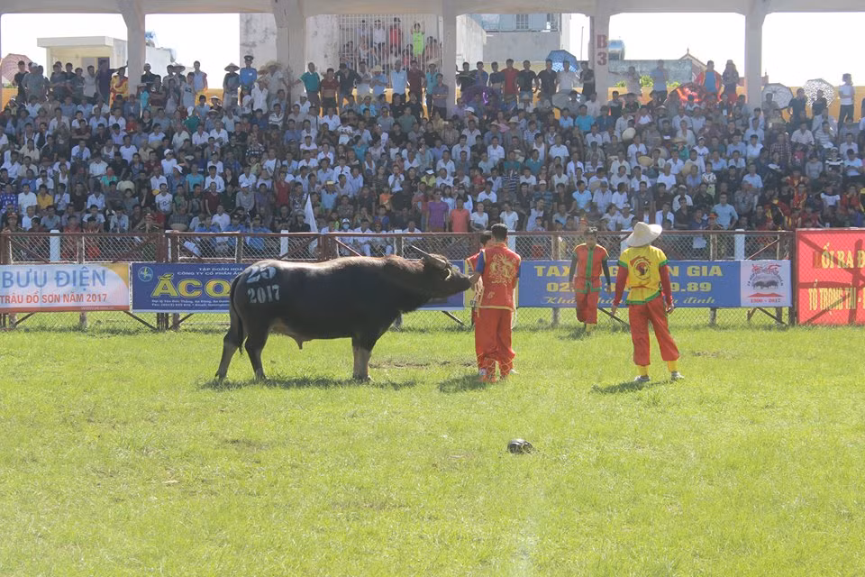 Thot tim nhung khap dau nay lua Le hoi choi Trau Do Son 2017-Hinh-2
