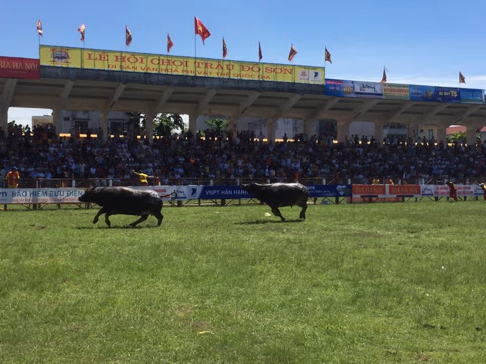 Kết quả, trâu 20 giành chức vô địch.