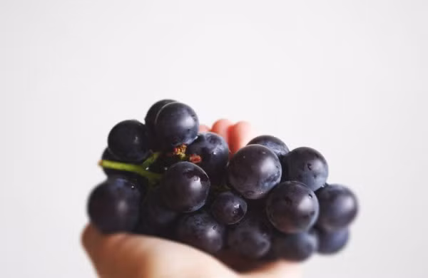 Nho tốt cho sức khỏe của bé tuy nhiên các mẹ chỉ nên cho bé uống nước nho ép, ăn nho đã được cắt thành miếng, tránh ăn cả quả nho vì nó tròn rất dễ tụt và cổ họng gây ngạt thở.