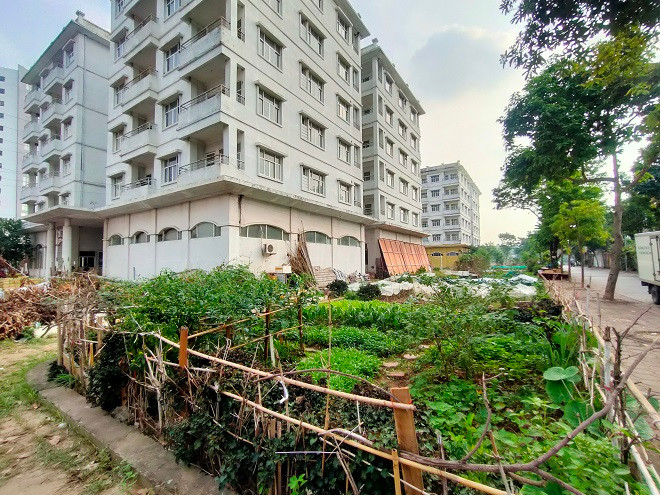 Nhiều diện tích đất xung quanh 3 tòa nhà được người dân tận dụng trồng rau để tăng gia. 