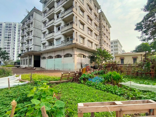 Diện tích đất xung quanh 3 tòa nhà tái định cư bỏ hoang trong Khu đô thị mới Sài Đồng được người dân xung quanh tận dụng trồng rau. 