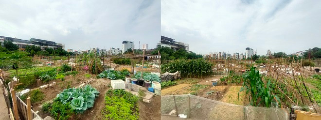 Khu vực xây dựng trường học hiện là nơi trồng rau, trồng cỏ. 