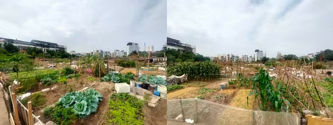 Khu vực xây dựng trường học hiện là nơi trồng rau, trồng cỏ. 